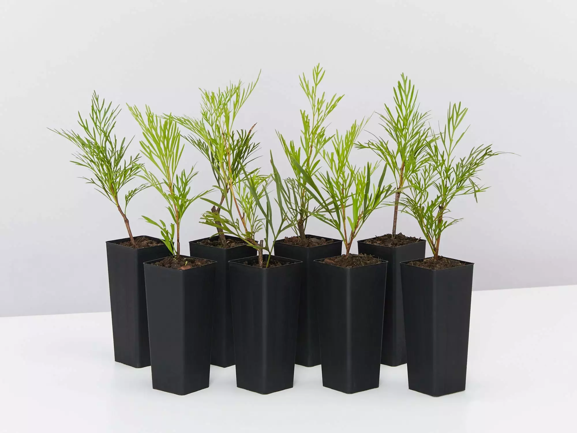 Stenocarpus Angustifolius Doreen 3 Stenocarpus Angustifolius Doreen