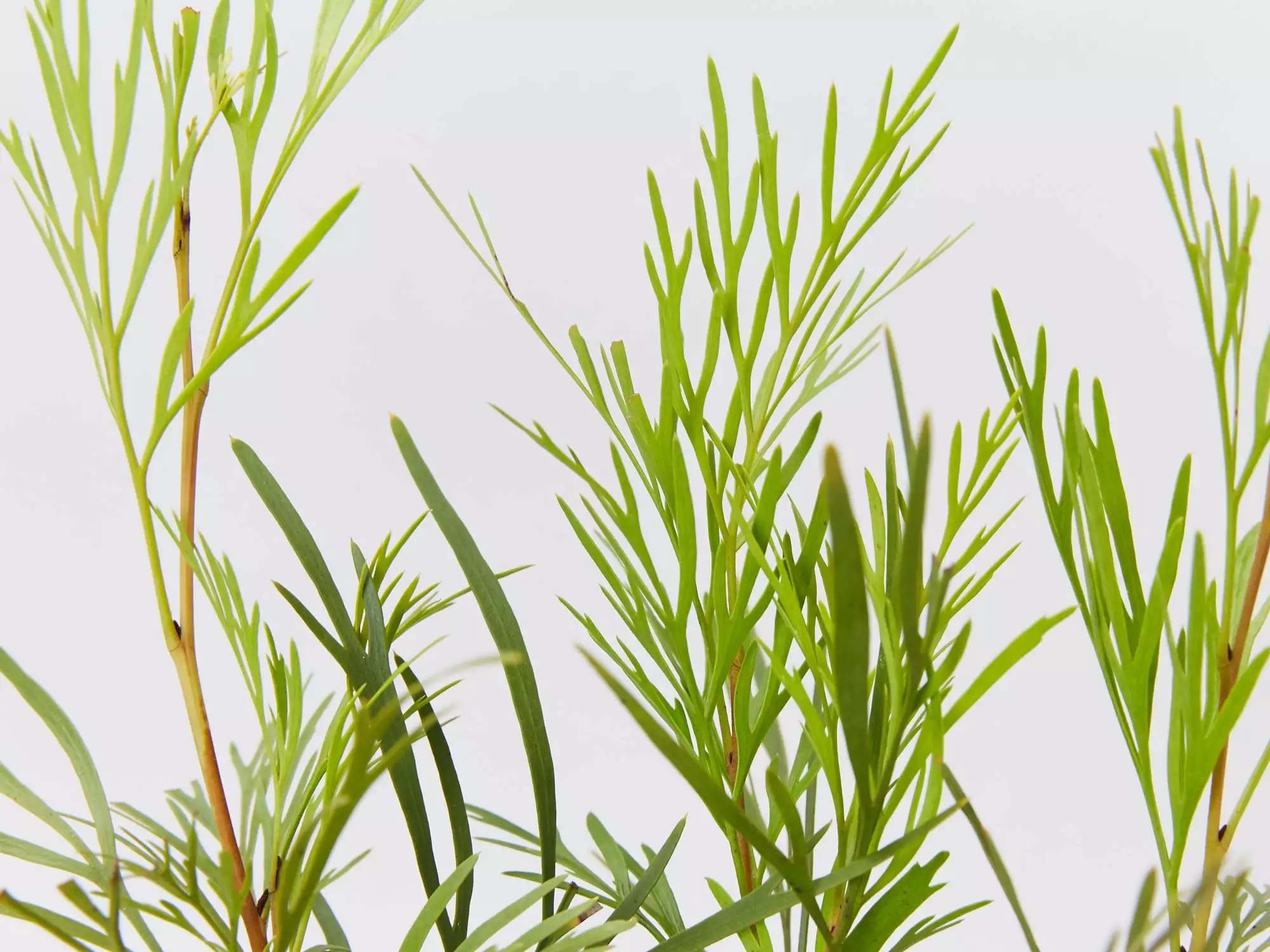 Stenocarpus Angustifolius Doreen 4 Stenocarpus Angustifolius Doreen - Image 2