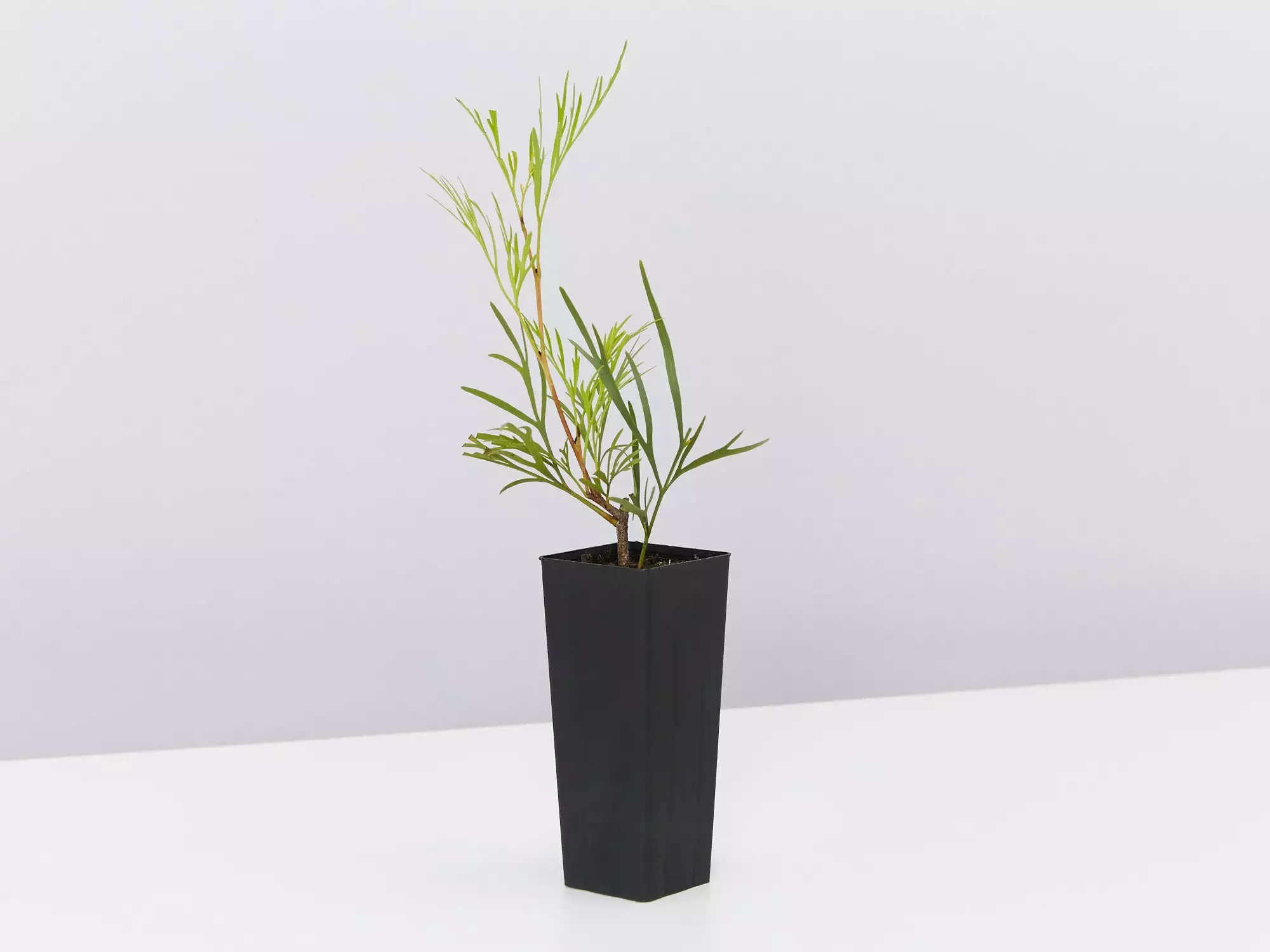 Stenocarpus Angustifolius Doreen 5 Stenocarpus Angustifolius Doreen - Image 3