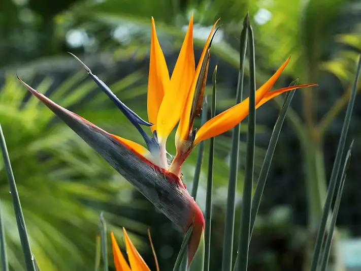 Strelitzia Juncea 4 Strelitzia Juncea - Image 2