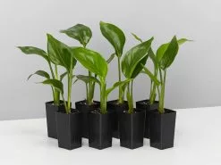 Strelitzia Nicolai Giant 'White Bird Of Paradise'