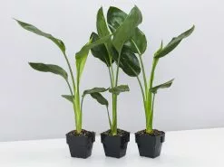 Strelitzia Reginae - Bird Of Paradise 85mm