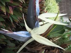 Strelitzia Nicolai Giant 'White Bird Of Paradise' -Plants in a Box Sales Shop Strelitzia nicolii f150c8f5 302b 4216 b57b fc841cc868c3