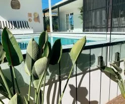 Strelitzia Reginae "Bird Of Paradise"