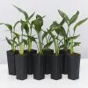 Strelitzia Juncea -Plants in a Box Sales Shop StreliziaJuncea 8plants ead08a62 c69a 4b26 bbb1 fedded27f17f