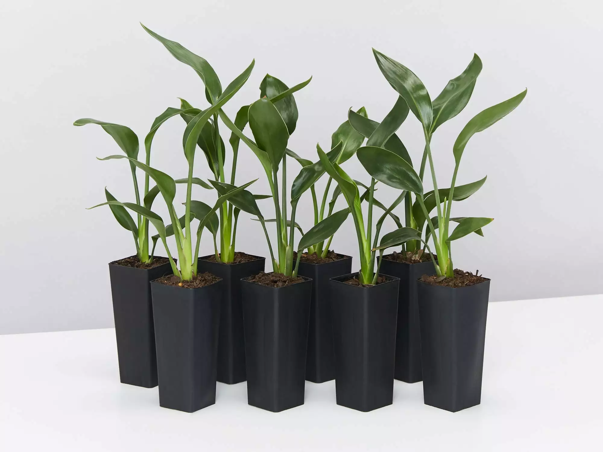 Strelitzia Juncea 3 Strelitzia Juncea