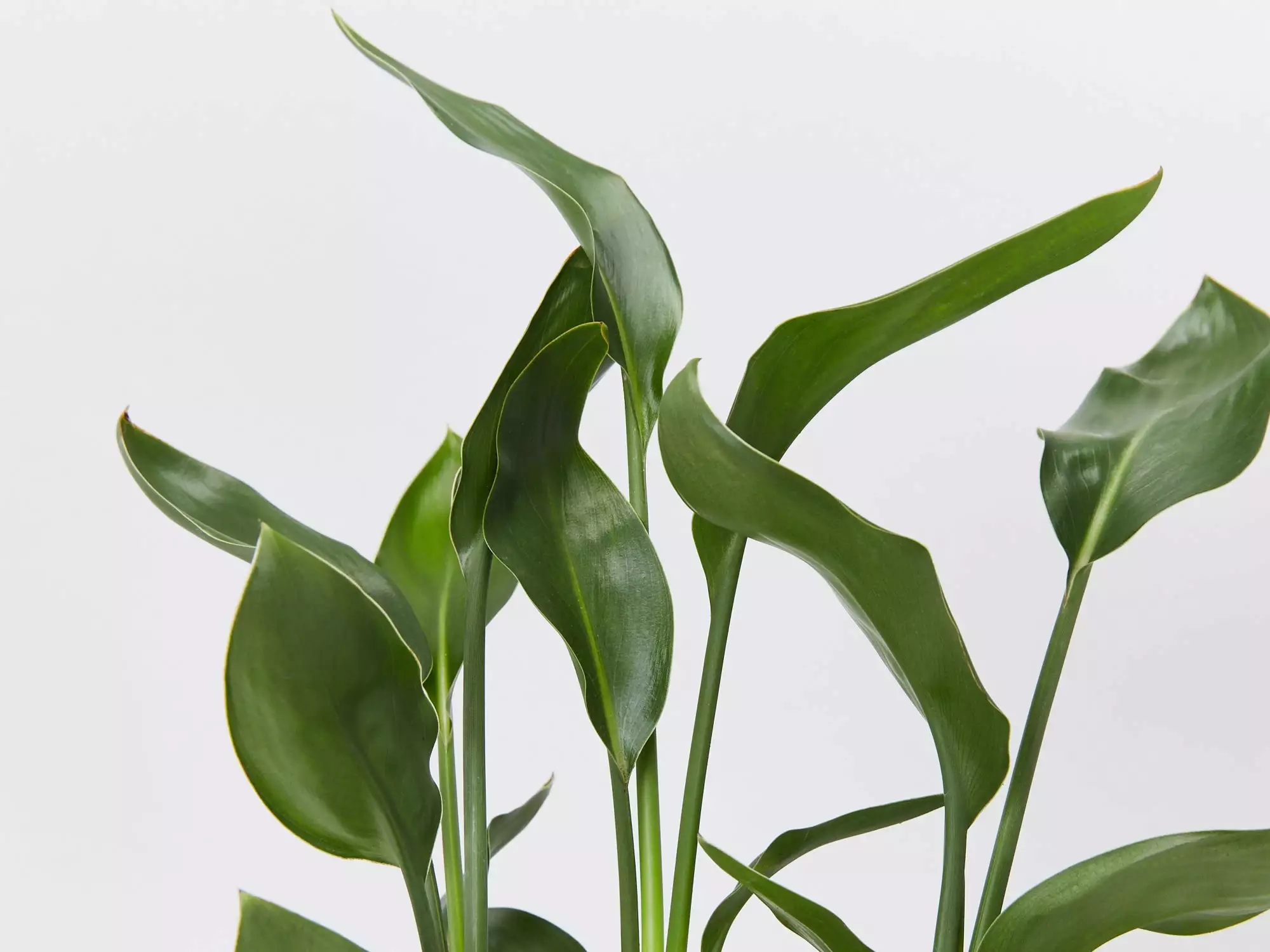 Strelitzia Juncea 5 Strelitzia Juncea - Image 3