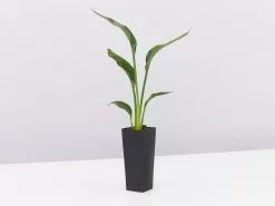 Strelitzia Juncea 12 Strelitzia Juncea -Plants in a Box Sales Shop StreliziaJuncea single a86cbea4 3795 4843 9d4b f596b2855849