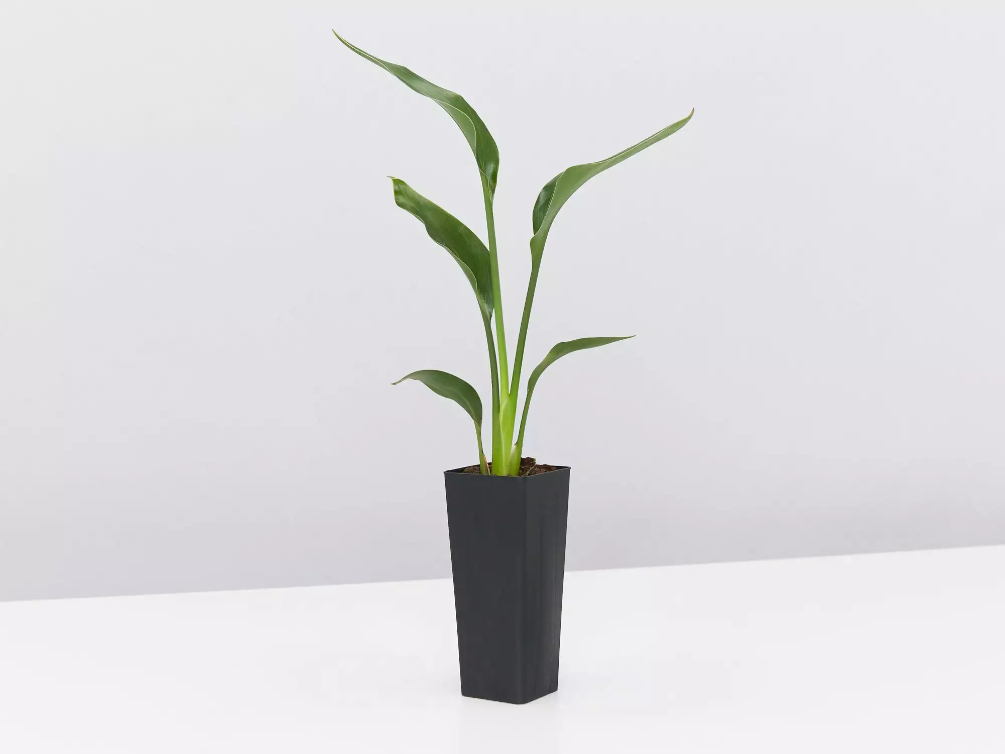 Strelitzia Juncea 7 Strelitzia Juncea - Image 5