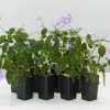 Streptocarpus Caulescens -Plants in a Box Sales Shop StreptocarpusCaulescens 8plants ee59ccd2 8027 4200 af6f ab0766e75752