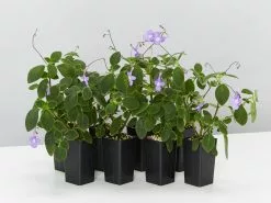 Streptocarpus Caulescens