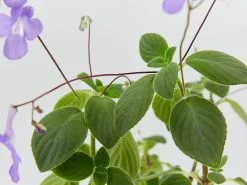Streptocarpus Caulescens 10 Streptocarpus Caulescens -Plants in a Box Sales Shop StreptocarpusCaulescens detail2 62c38b28 0f36 459b ac86 92028550af62