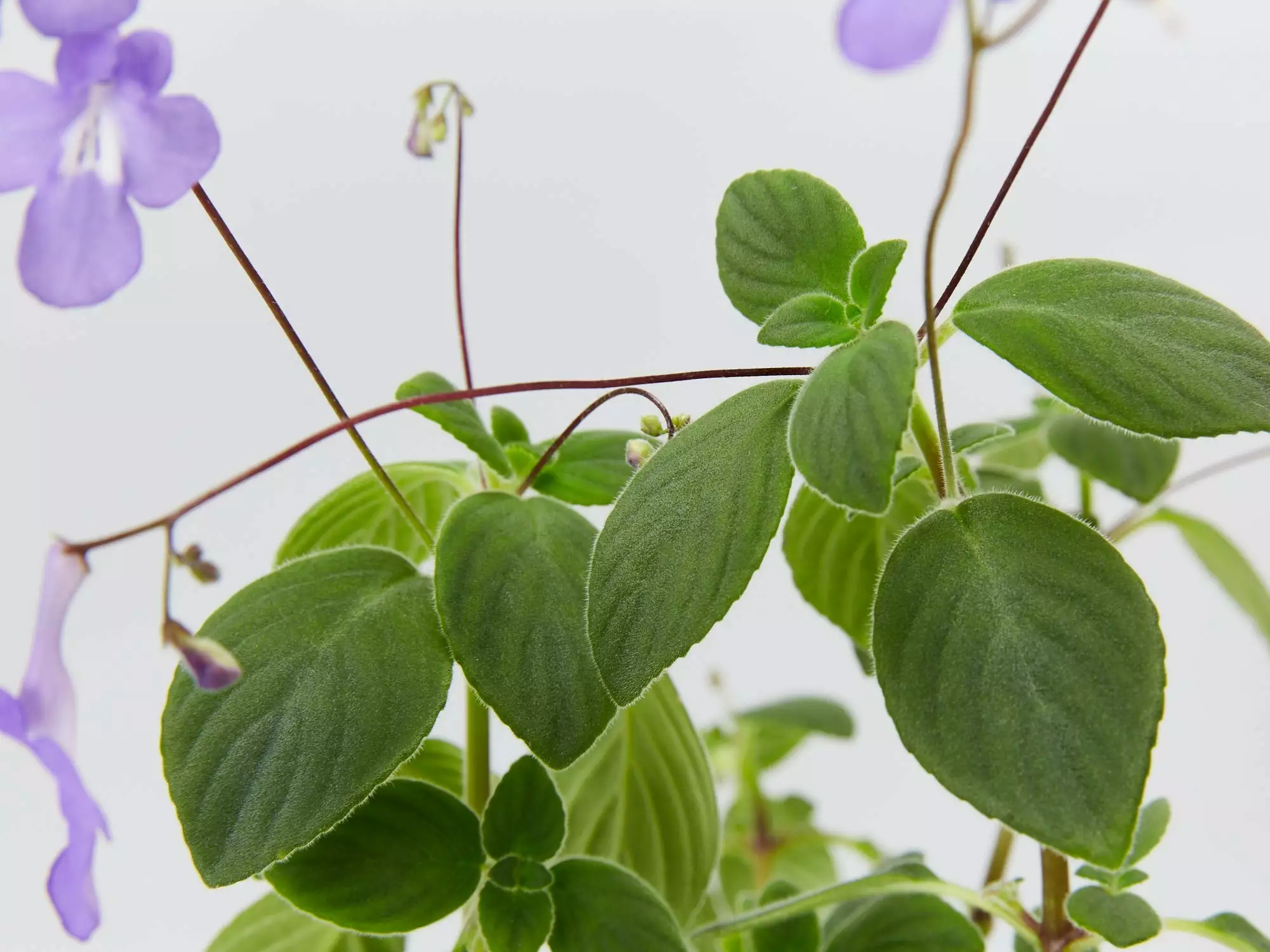 Streptocarpus Caulescens 6 Streptocarpus Caulescens - Image 4