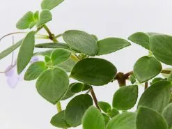 Streptocarpus Caulescens - Plant Only -Plants in a Box Sales Shop StreptocarpusCaulescens detail 2