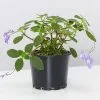 Streptocarpus Caulescens - Plant Only