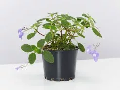 Streptocarpus Caulescens - Plant Only
