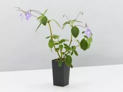 Streptocarpus Caulescens 9 Streptocarpus Caulescens -Plants in a Box Sales Shop StreptocarpusCaulescens single d02ccede 1931 42ee a7a6 8242a0c98cec