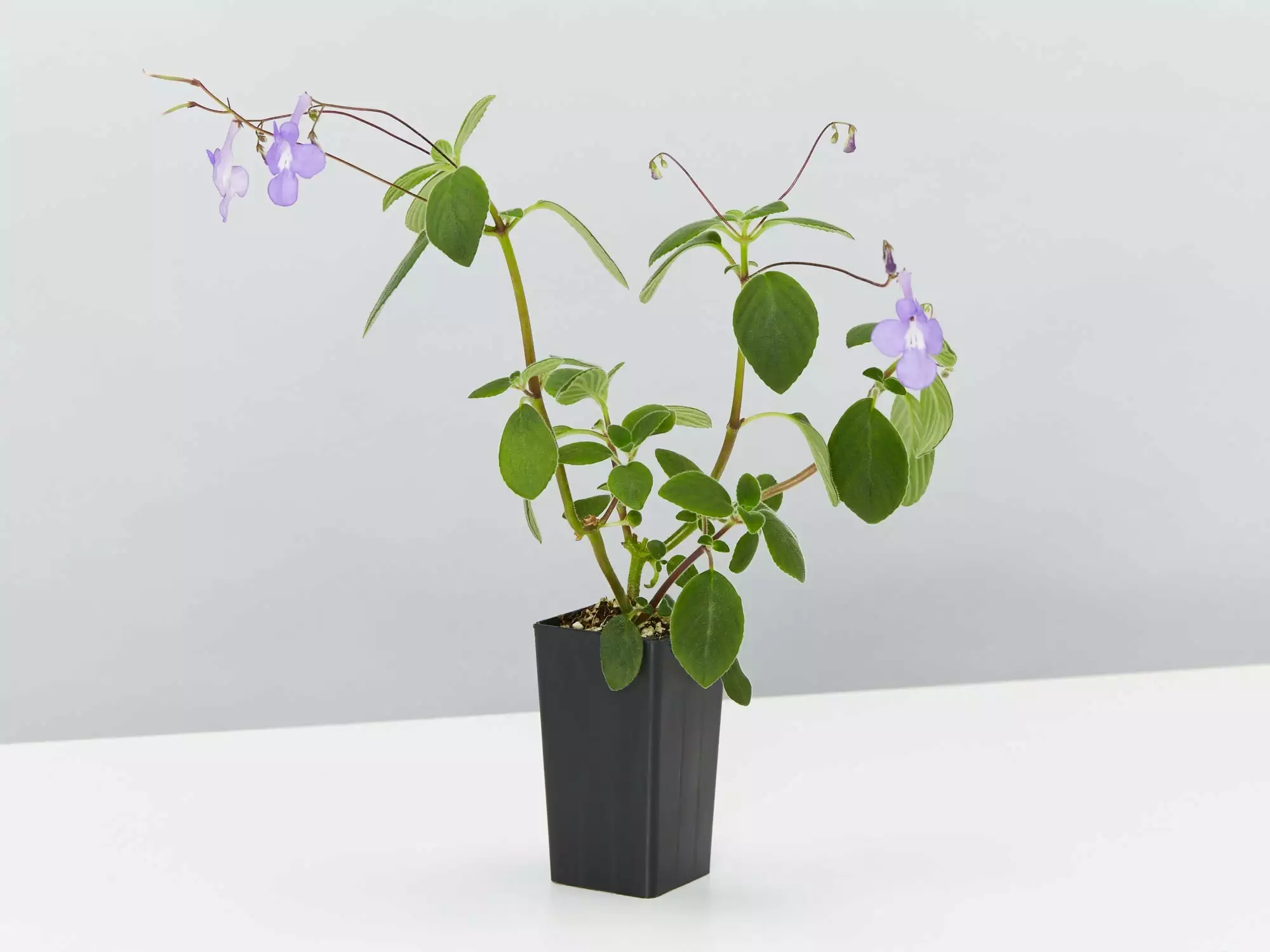 Streptocarpus Caulescens 5 Streptocarpus Caulescens - Image 3