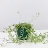 Senecio Peregrinus String Of Dolphins -Plants in a Box Sales Shop StringOfDolphins single d43b0761 b3fa 451c b94d 301a427a4ee8