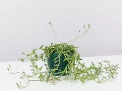 Senecio Peregrinus String Of Dolphins