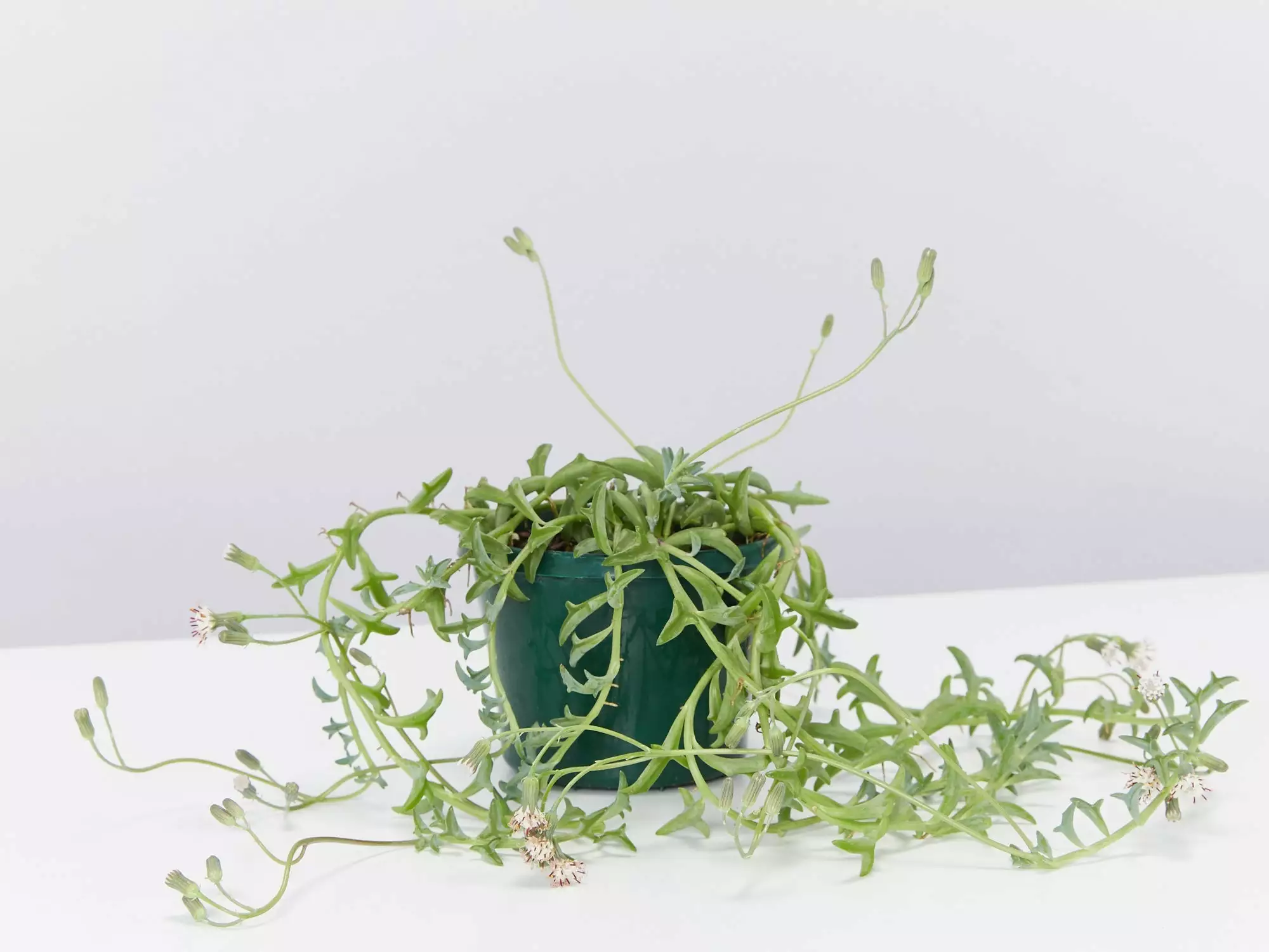 Senecio Peregrinus String Of Dolphins 3 Senecio Peregrinus String Of Dolphins