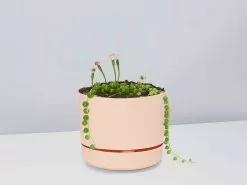 String Of Pearls - Pot + Plant -Plants in a Box Sales Shop StringofPearls ApricotPot