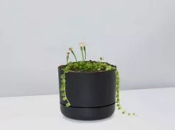 String Of Pearls - Pot + Plant -Plants in a Box Sales Shop StringofPearls BlackPot