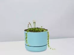 String Of Pearls - Pot + Plant