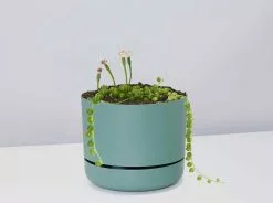 String Of Pearls - Pot + Plant -Plants in a Box Sales Shop StringofPearls CbGreenPot