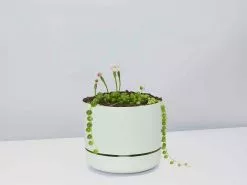 String Of Pearls - Pot + Plant -Plants in a Box Sales Shop StringofPearls FogPot