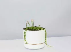 String Of Pearls - Pot + Plant -Plants in a Box Sales Shop StringofPearls LinenPot