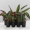 Stromanthe Sanguinea 2 Stromanthe Sanguinea -Plants in a Box Sales Shop StromantheSanguinea 8plants b64bbc2d 3458 4ce9 a330 74fca6281b24