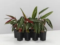 Stromanthe Sanguinea