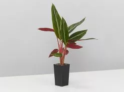 Stromanthe Sanguinea -Plants in a Box Sales Shop StromantheSanguinea single 635cc13d f7b2 419d 9746 d7e48d00528f