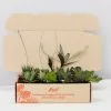 Mystery Succulent Box -Plants in a Box Sales Shop Suculant pack smallBox