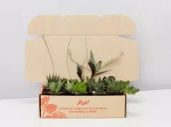 Mystery Succulent Box