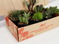 Mystery Succulent Box -Plants in a Box Sales Shop Suculant pack smallBox detail