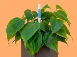 Sustee Plant Moisture Meter - Large White -Plants in a Box Sales Shop SusteeSticks with plant