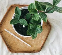 Sustee Plant Moisture Meter - Large White -Plants in a Box Sales Shop Sustee Customer 01 413c0d4c 7f69 49aa aa3d 760bd7efa2f0