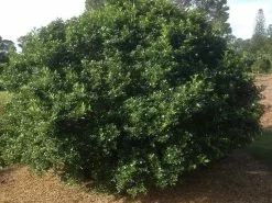 Murraya Paniculata Sweet Privacy Hedge -Plants in a Box Sales Shop Sweet Privacy is perfect for shoulder or head height hedging