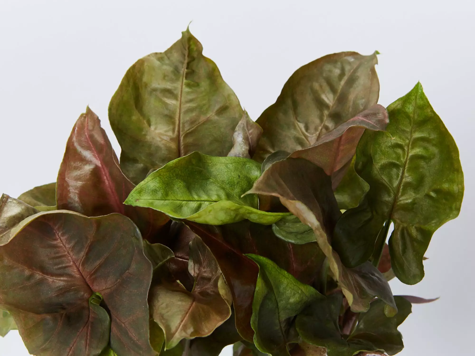 Syngonium Mixed Pack - 85mm 9 Syngonium Mixed Pack - 85mm - Image 7