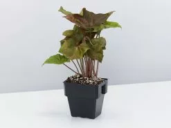 Syngonium Mixed Pack - 85mm 16 Syngonium Mixed Pack - 85mm -Plants in a Box Sales Shop SyngoniumBronzeMaria85mm single