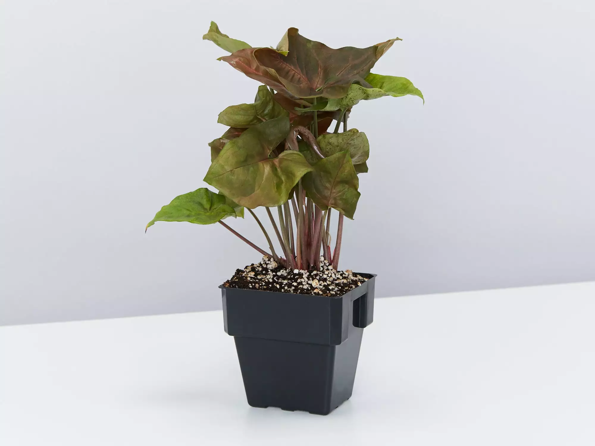 Syngonium Mixed Pack - 85mm 8 Syngonium Mixed Pack - 85mm - Image 6