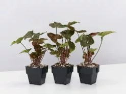 Syngonium - Bronze -Plants in a Box Sales Shop SyngoniumBronzeMaria 3plants 4d2f89c8 34d7 4da1 8979 8d7670d60c83