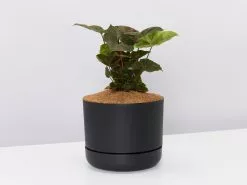 Syngonium Bronze - Pot + Plant + Soil -Plants in a Box Sales Shop SyngoniumBronzeMaria large black pot 4ce83ab7 adea 400b 85ef 07a11b01b081