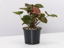 Syngonium Bronze - Pot + Plant + Soil -Plants in a Box Sales Shop SyngoniumBronze lsingle large 7411b38d aec2 4aad 9584 4d0c1ca747df