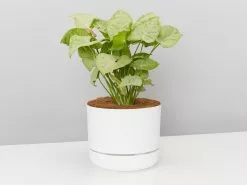 Syngonium Pink Confetti ðŸŽ‰- Pot + Plant + Soil