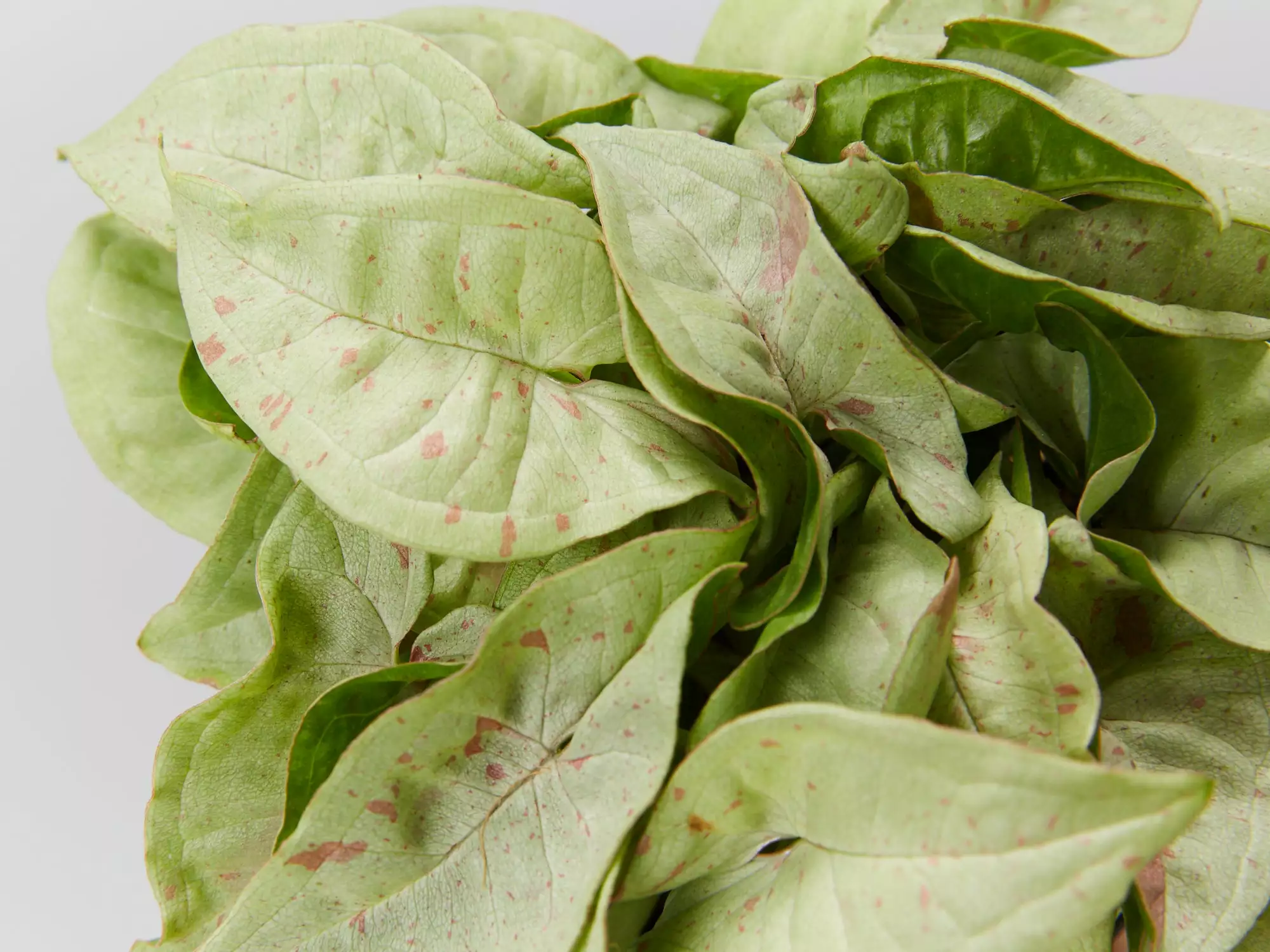 Syngonium Pink Confetti 🎉- Pot + Plant + Soil 7 Syngonium Pink Confetti 🎉- Pot + Plant + Soil - Image 5