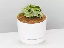 Syngonium Pink Confetti 🎉- Pot + Plant + Soil 23 Syngonium Pink Confetti 🎉- Pot + Plant + Soil -Plants in a Box Sales Shop SyngoniumConfettiWhiteMrKitty detail 2