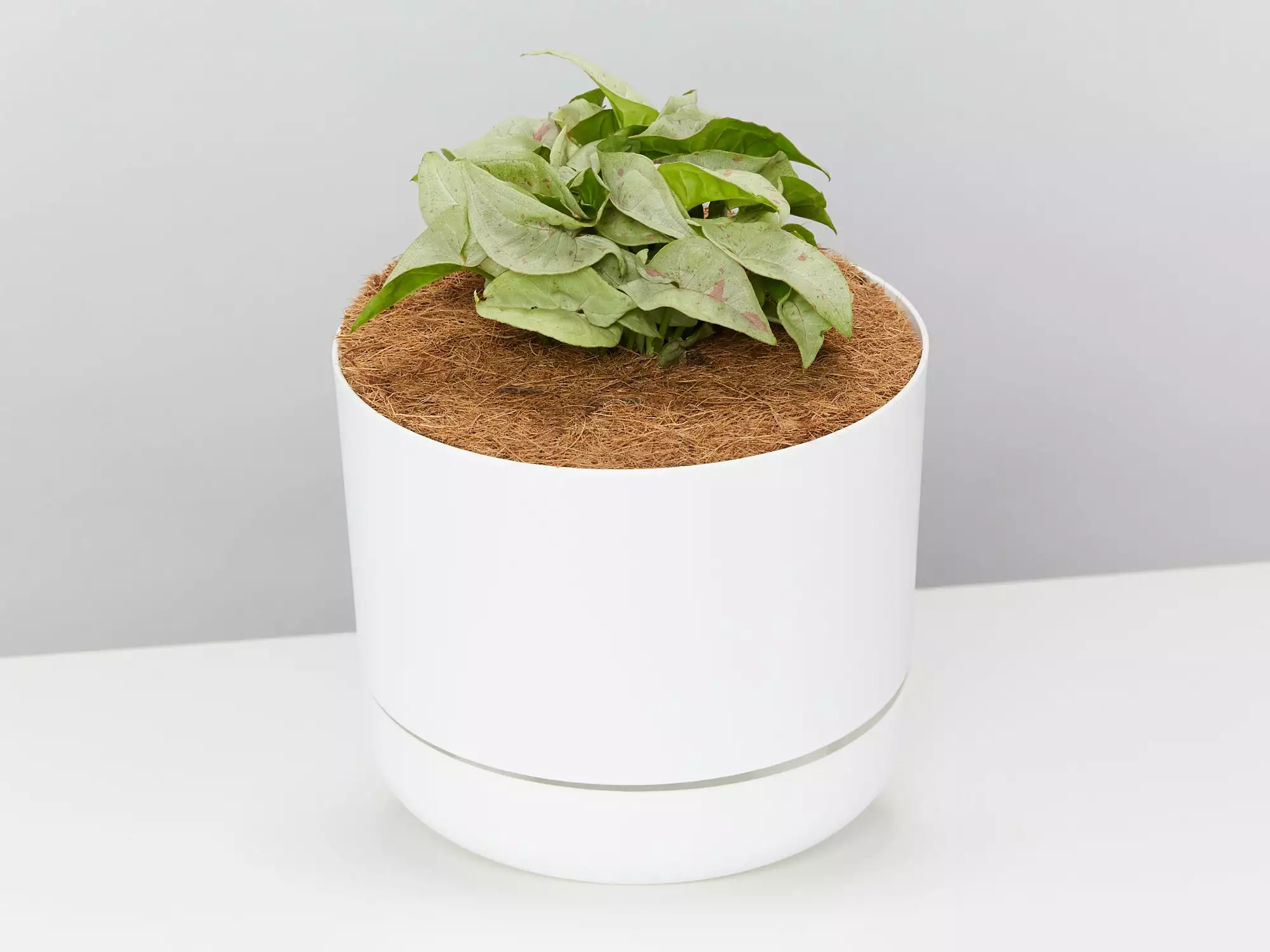 Syngonium Pink Confetti 🎉- Pot + Plant + Soil 5 Syngonium Pink Confetti 🎉- Pot + Plant + Soil - Image 3